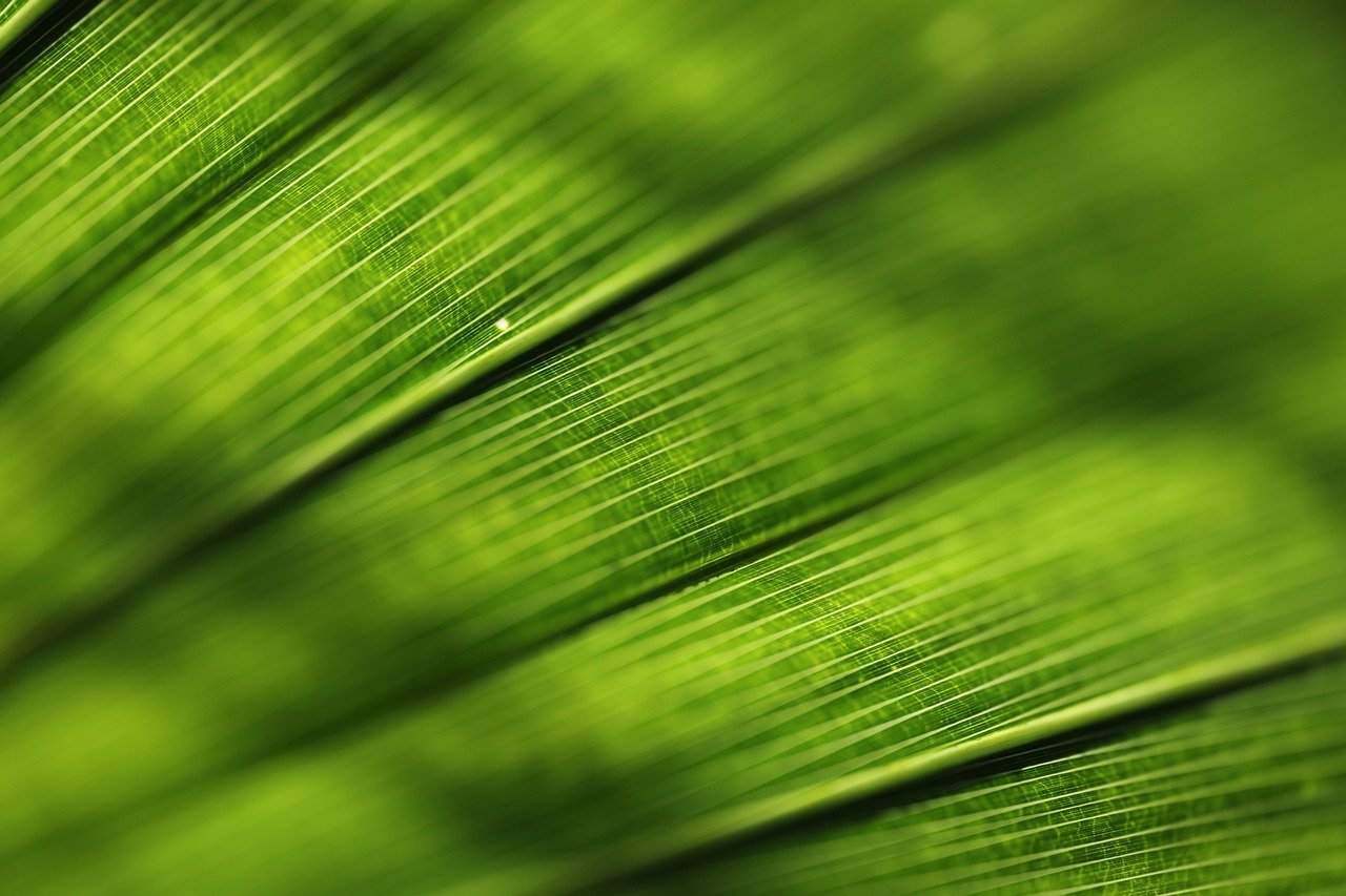 Plants and Consciousness - A Potential Existence
